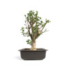 Euonymus europea - B4743