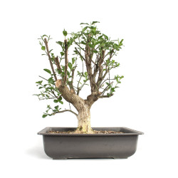 Euonymus europea - B4743