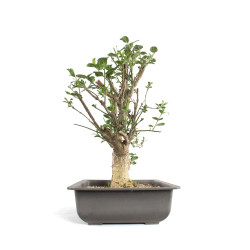 Euonymus europaeus - B4743