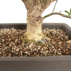 Euonymus europea - B4743