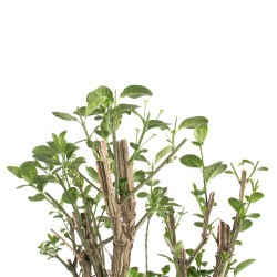 Euonymus europaeus - B4743