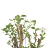 Euonymus europea - B4743