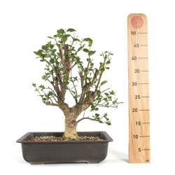 Euonymus europaeus - B4743