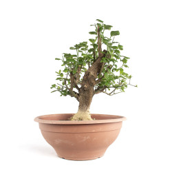 Euonymus europaeus - B4745