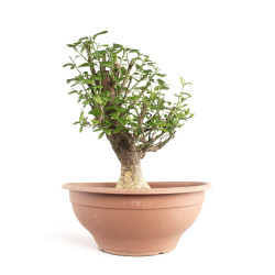 Euonymus europea - B4745