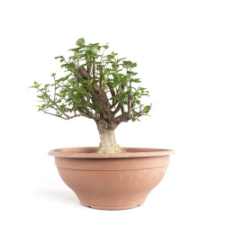 Euonymus europaeus - B4745