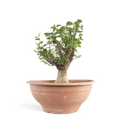 Euonymus europea - B4745