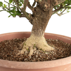 Euonymus europaeus - B4745