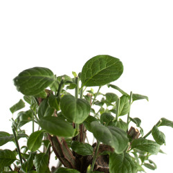 Euonymus europaeus - B4745