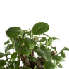 Euonymus europea - B4745