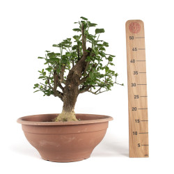 Euonymus europaeus - B4745