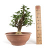 Euonymus europea - B4745