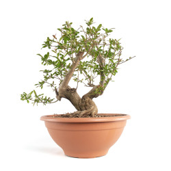 Punica granatum nejikan -...
