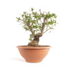 Punica granatum nejikan - B4747