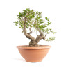 Punica granatum nejikan - B4747