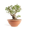 Punica granatum nejikan - B4747