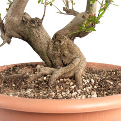 Punica granatum nejikan - B4747