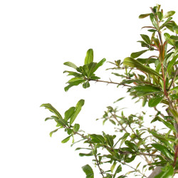 Punica granatum nejikan - B4747