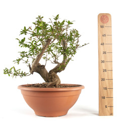 Punica granatum nejikan - B4747