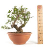 Punica granatum nejikan - B4747
