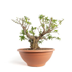 Punica granatum nejikan -...