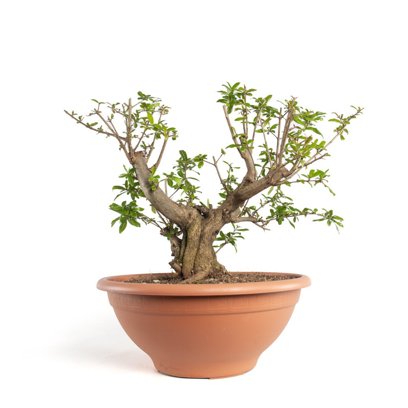 Punica granatum nejikan - B4749
