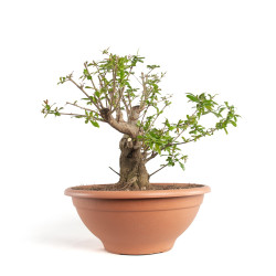 Punica granatum nejikan - B4749