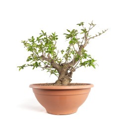 Punica granatum nejikan - B4749