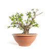 Punica granatum nejikan - B4749