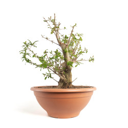 Punica granatum nejikan - B4749