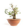 Punica granatum nejikan - B4749
