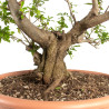 Punica granatum nejikan - B4749