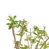 Punica granatum nejikan - B4749