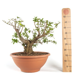 Punica granatum nejikan - B4749