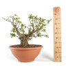 Punica granatum nejikan - B4749
