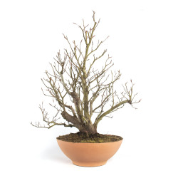 Fagus sylvatica - B4755