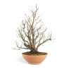 Fagus sylvatica - B4755