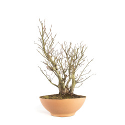 Fagus sylvatica - B4755