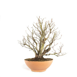 Fagus sylvatica - B4755