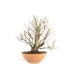 Fagus sylvatica - B4755