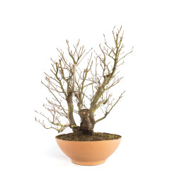Fagus sylvatica - B4755