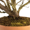 Fagus sylvatica - B4755