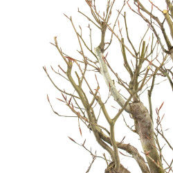 Fagus sylvatica - B4755