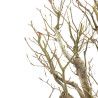 Fagus sylvatica - B4755