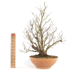 Fagus sylvatica - B4755