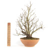 Fagus sylvatica - B4755