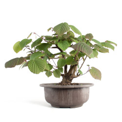 Corylopsis spicata - B4766