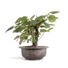 Corylopsis spicata - B4766