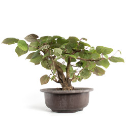 Corylopsis spicata - B4766