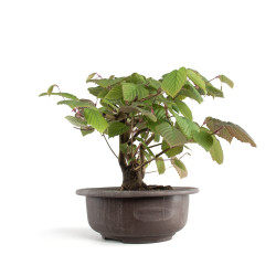 Corylopsis spicata - B4766
